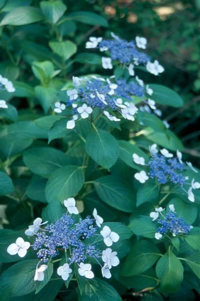 Hydrangea Macrophylla / Hydrangea_macro_lacecap.jpg